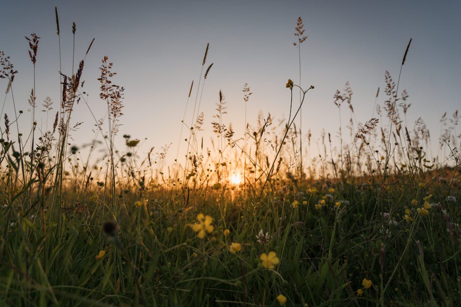 Captivating view of wildflowers in a field at sunset, exuding tranquility and natural beauty.